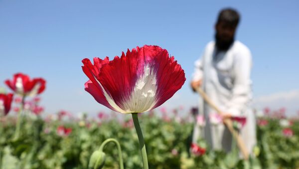 افزایش سرسام آور کشت کوکنار در ولایت فاریاب - اسپوتنیک افغانستان  