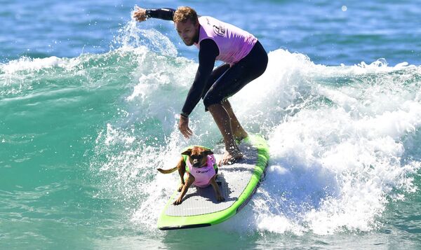 مسابقات Surf City Surf Dog – کالیفرنیا، امریکا - اسپوتنیک افغانستان  