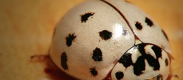 ارتش کفشدوزک‌ها بریتانیا را گرفت - اسپوتنیک افغانستان  