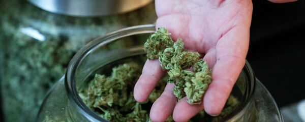 درمان بیماران کرونا به کمک حشیش و ماری جوانا در اسرائیل درمان بیماران کرونا به کمک حشیش و ماری جوانا در اسرائیل - اسپوتنیک افغانستان