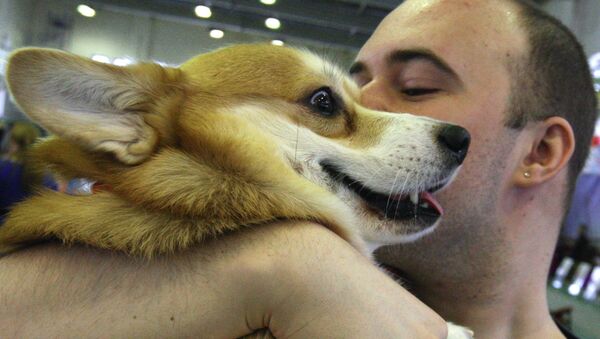 سگ صاحب خود را از حالت کما نجات داد - اسپوتنیک افغانستان  