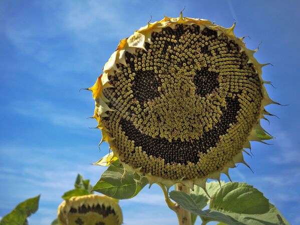 لبخند گل آفتاب پرست - اسپوتنیک افغانستان  