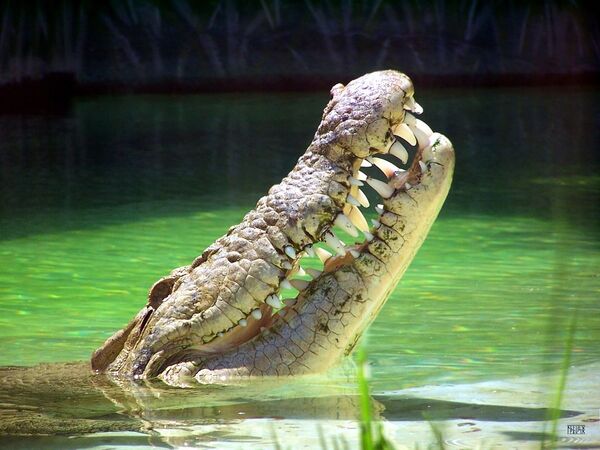 لبخند تمساح - اسپوتنیک افغانستان  