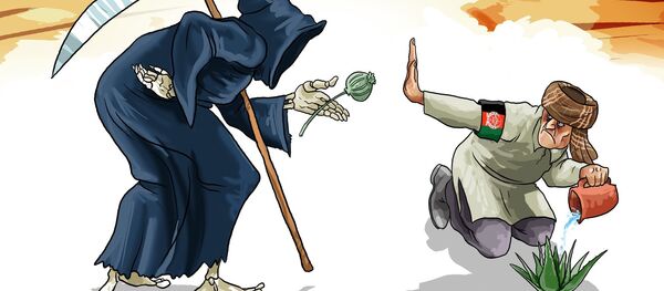 در افغانستان آلوئه‌ورا جایگزین کوکنار می‌شود - اسپوتنیک افغانستان  