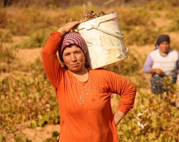 فصل جمع‌آوری حاصلات انگور در ترکیه - اسپوتنیک افغانستان  