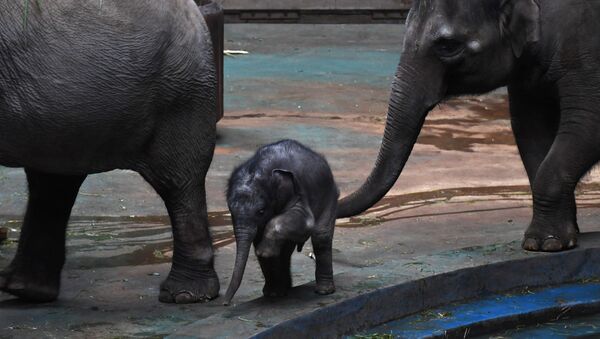 مرگ دلخراش چندین فیل تایلندی که خواستند همدیگر را کمک کنند + ویدیو - اسپوتنیک افغانستان  