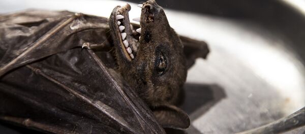 Блюдо из летучей мыши - اسپوتنیک افغانستان  