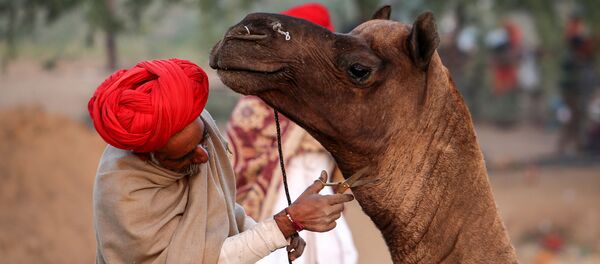 در هند یک شتر پس از مرگ صاحبش افسرده شد در هند یک شتر پس از مرگ صاحبش افسرده شد - اسپوتنیک افغانستان
