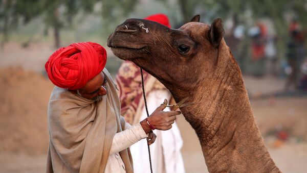 در هند یک شتر پس از مرگ صاحبش افسرده شد - اسپوتنیک افغانستان  