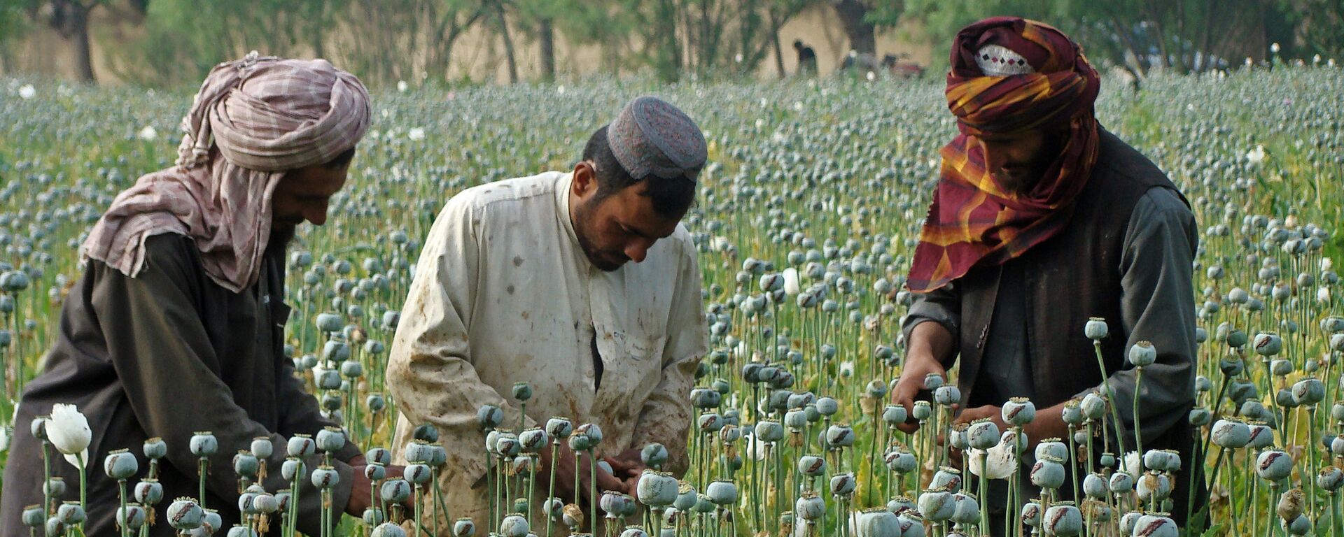 In this picture taken on Monday, April 21, 2014, Afghan farmers slice open the green poppy bulbs, swollen with raw opium, the main ingredient in heroin, on a poppy field in Helmand province, southern Afghanistan - اسپوتنیک افغانستان  , 1920, 01.11.2022