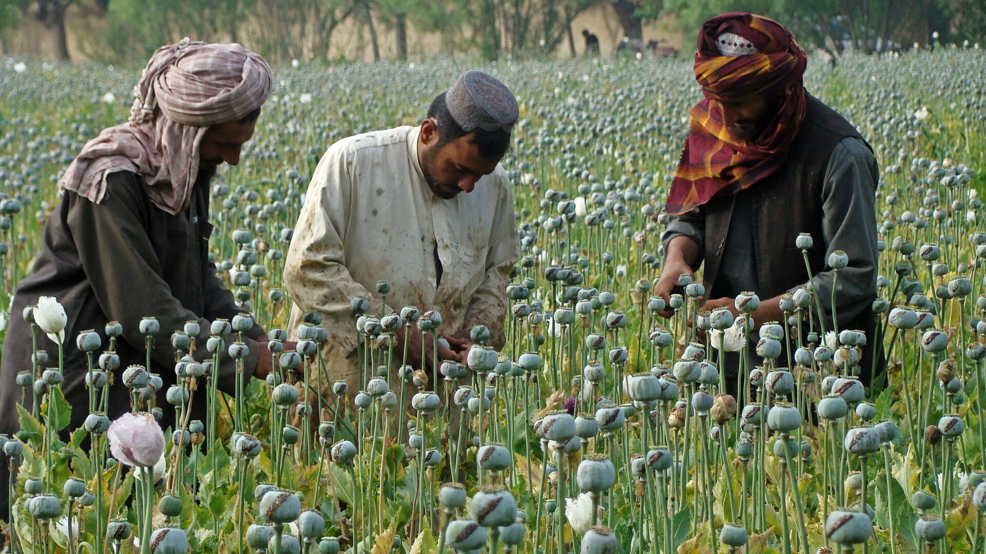 In this picture taken on Monday, April 21, 2014, Afghan farmers slice open the green poppy bulbs, swollen with raw opium, the main ingredient in heroin, on a poppy field in Helmand province, southern Afghanistan - اسپوتنیک افغانستان  , 1920, 01.11.2022