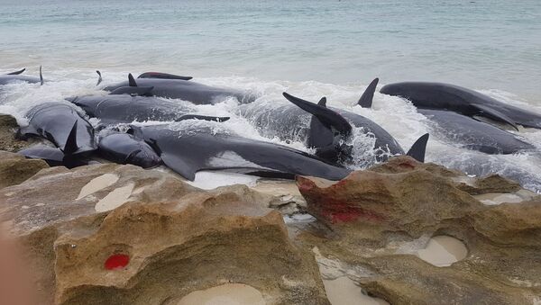 هجوم  دلفین ها به ساحل جزیره بوویستا اقیانوس اطلس + ویدیو - اسپوتنیک افغانستان  
