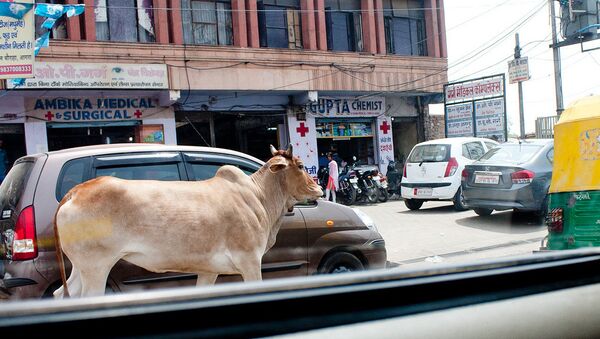 دعوا بر سر یک گاو در هند دو کشته بر جا گذاشت - اسپوتنیک افغانستان  
