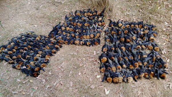 ریزش هزاران خفاش از آسمان استرالیا - اسپوتنیک افغانستان  