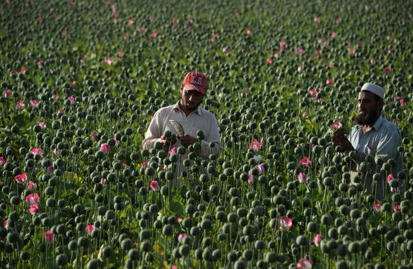 ترافیک مواد مخدر افغانستان به کجا منتهی میشود؟ ترافیک مواد مخدر افغانستان به کجا منتهی میشود؟ - اسپوتنیک افغانستان