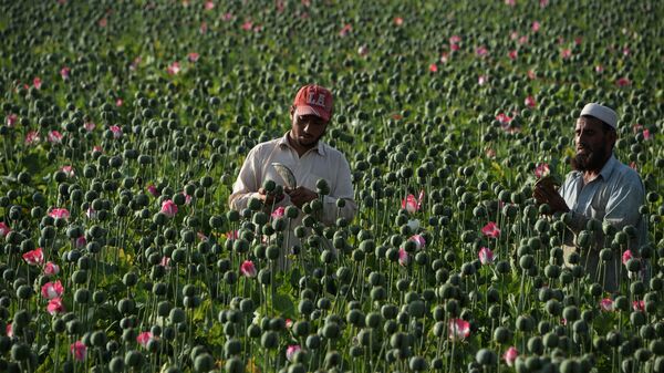 مجاهد: کشت مواد مخدر متوقف خواهد شد - اسپوتنیک افغانستان  