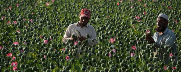 ترافیک مواد مخدر افغانستان به کجا منتهی میشود؟ ترافیک مواد مخدر افغانستان به کجا منتهی میشود؟ - اسپوتنیک افغانستان