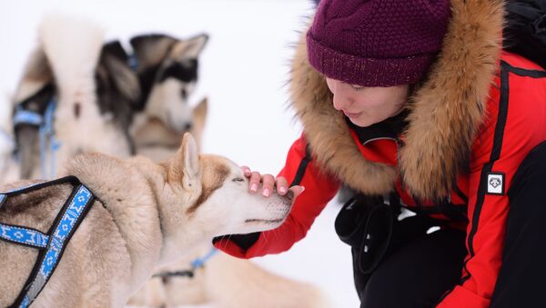 نسل جدید سگ در روسیه که می‌تواند در سردی منفی هفتاد درجه زنده بماند - اسپوتنیک افغانستان  