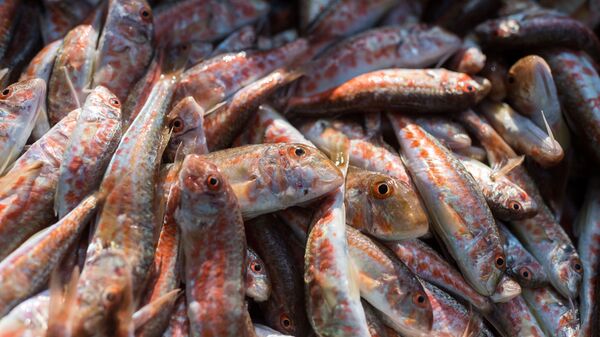 در افغانستان سالانه ۱۰ هزار تُن ماهی تولید میشود - اسپوتنیک افغانستان  