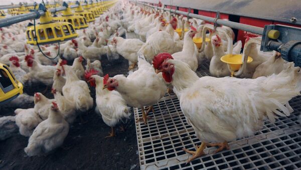 هشدار وزارت زراعت افغانستان در پیوند با مرغ‌های پیر وارداتی - اسپوتنیک افغانستان  