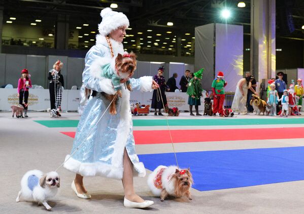 مدل در نمایشگاه سگ ها در روسیه - اسپوتنیک افغانستان  