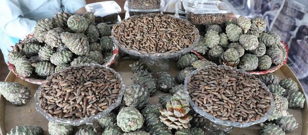 امسال بیش از ۲۴ هزار تُن جلغوزه در افغانستان برداشت خواهد شد امسال بیش از ۲۴ هزار تُن جلغوزه در افغانستان برداشت خواهد شد - اسپوتنیک افغانستان