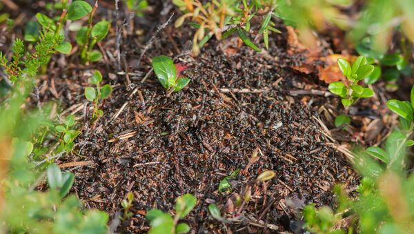 نقش مورچه ها در گسترش اثرات گلخانه‌ای - اسپوتنیک افغانستان  
