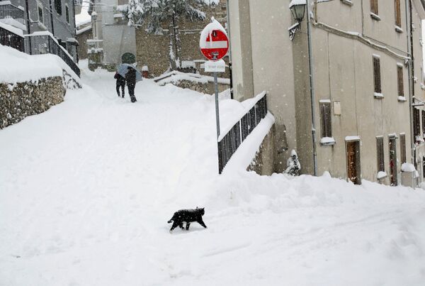 گربه‌ای بر روی جاده های پر برف ایتالیا - اسپوتنیک افغانستان  