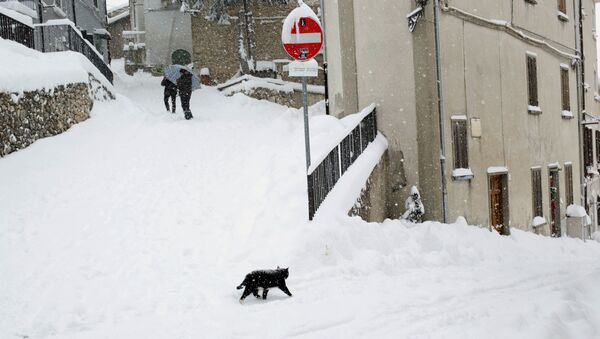 Кошка в снегу в Италии  - اسپوتنیک افغانستان  