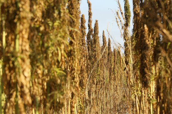 مفاد و ضررهای بنگ بته مفاد و ضررهای بنگ بته - اسپوتنیک افغانستان