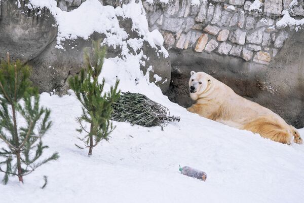 پیش از یک هزار درخت سال کریسمس در باع وحش مسکو گذاشته شد - اسپوتنیک افغانستان  