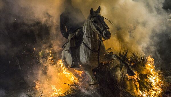 فستیوال اسبهای آتشین در اسپانیا - اسپوتنیک افغانستان  
