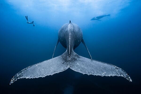نهنگ کوهان‌دار - اسپوتنیک افغانستان  