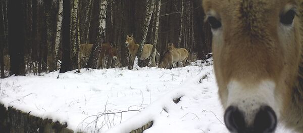 اسپ وحشی در منطقه ممنوعه نیرو گاه هستهای چرنوبیل اسپ وحشی در منطقه ممنوعه نیرو گاه هستهای چرنوبیل - اسپوتنیک افغانستان