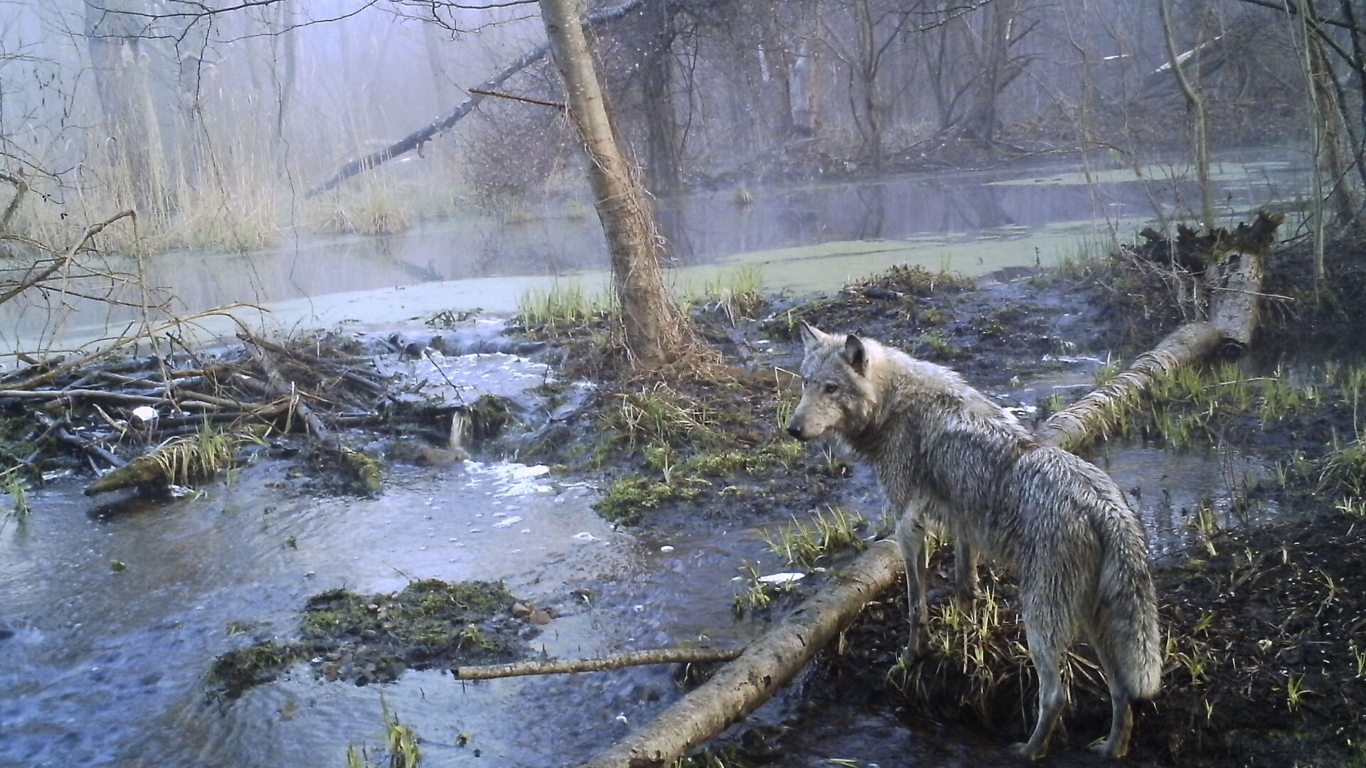 Волк в зоне Чернобыля - اسپوتنیک افغانستان  , 1920, 26.12.2021