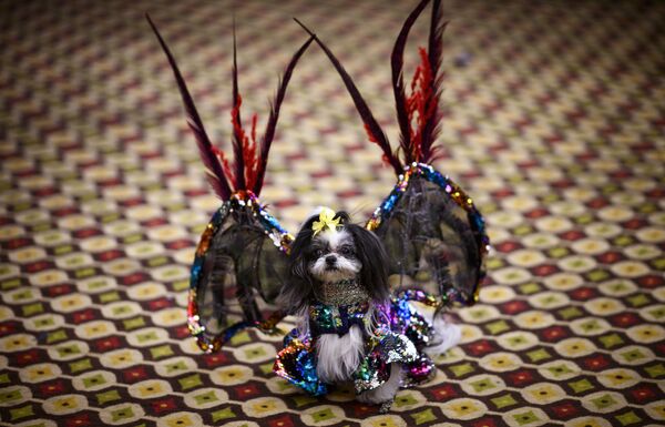 اشتراک کنندگان نمایش سالانه مود سگ ها «Pet Fashion Show» - نیویورک، امریکا - اسپوتنیک افغانستان  