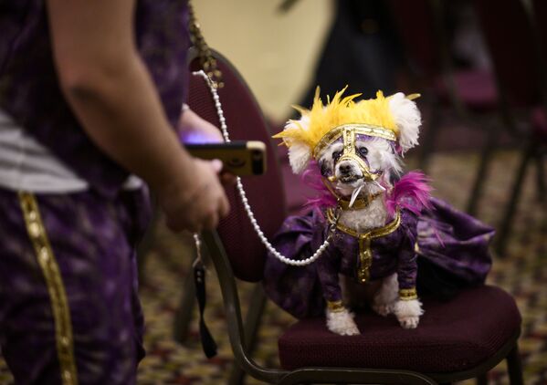اشتراک کنندگان نمایش سالانه مود سگ ها «Pet Fashion Show» - نیویورک، امریکا - اسپوتنیک افغانستان  