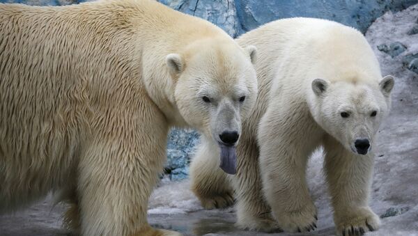 حمله خرس قطبی در آرخانگلسک روسیه و اعلان وضعیت اضطراری - اسپوتنیک افغانستان  