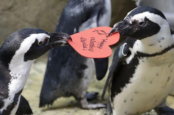 پنگوئن های آفریقایی در روز عاشقان - کالیفرنیا - اسپوتنیک افغانستان  