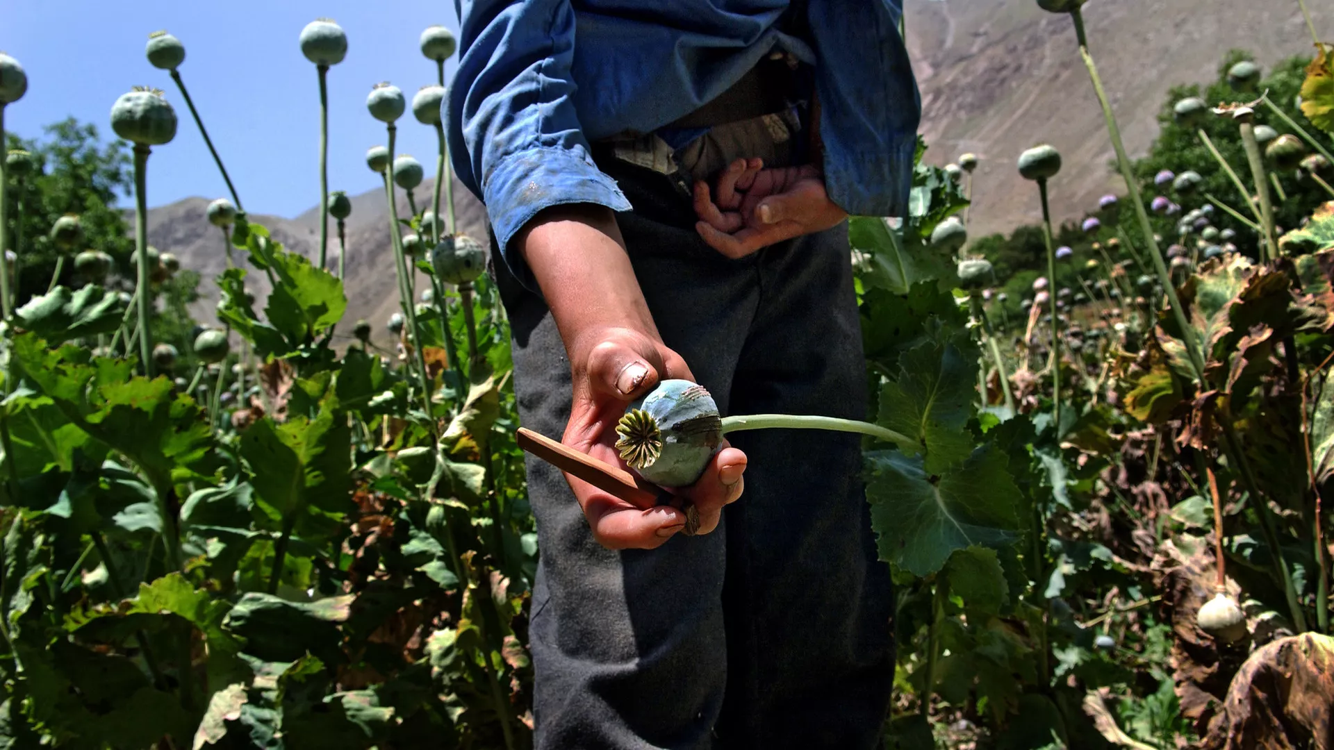 A close-up of an opium poppy