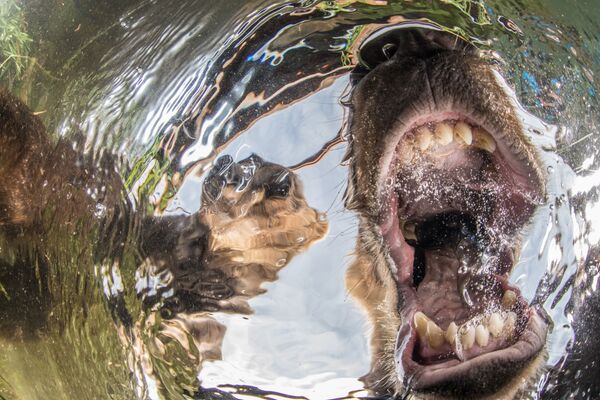برنده مسابقه عکاسی زیر آب، عکاس – Mike Korostelev - اسپوتنیک افغانستان  