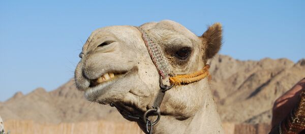 یک شتر در ایران 5 نفر را کشت! یک شتر در ایران 5 نفر را کشت! - اسپوتنیک افغانستان
