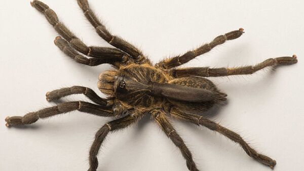 Новый вид тарантула John Ceratogyrus attonitifer с рогом на спине - اسپوتنیک افغانستان  