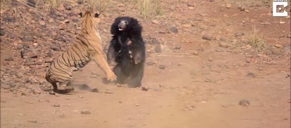 مبارزه خرس با پلنگ برای نجات فرزندش - اسپوتنیک افغانستان  