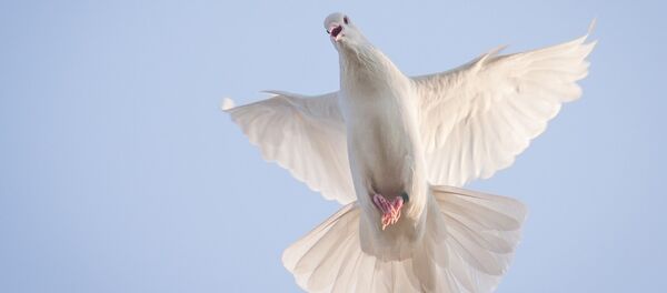 کرونا در بلخ جان بیش از هزار کفتر را گرفت - اسپوتنیک افغانستان  