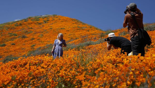 تماشای منظره فرش نارنجی گل های وحشی کالیفرنیا. - اسپوتنیک افغانستان  
