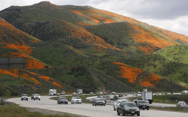 تماشای منظره فرش نارنجی گل های وحشی کالیفرنیا. - اسپوتنیک افغانستان  