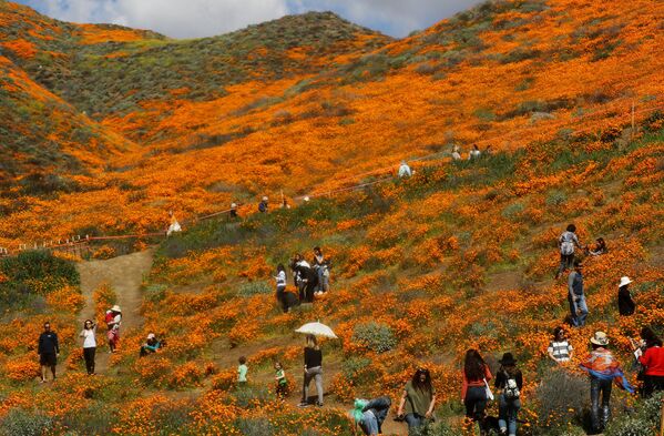 گل های صحرایی نارنجی در نزدیکی دریاچه «السینور» کالیفرنیا. - اسپوتنیک افغانستان  