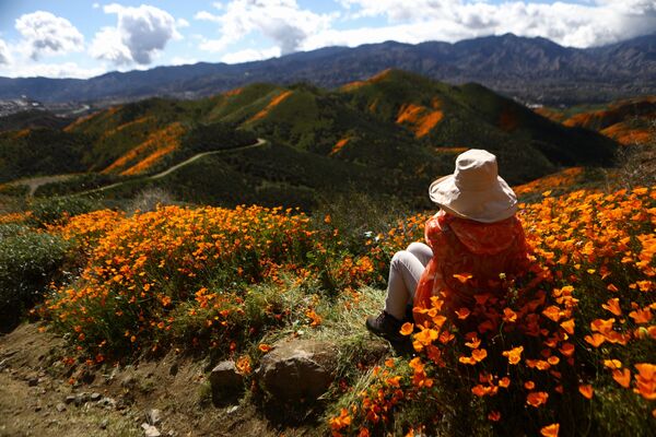 گل های صحرایی نارنجی در نزدیکی دریاچه «السینور» کالیفرنیا. - اسپوتنیک افغانستان  