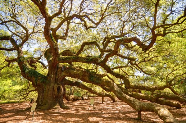 درخت بلوط فرشته در کارولینای جنوبی - اسپوتنیک افغانستان  